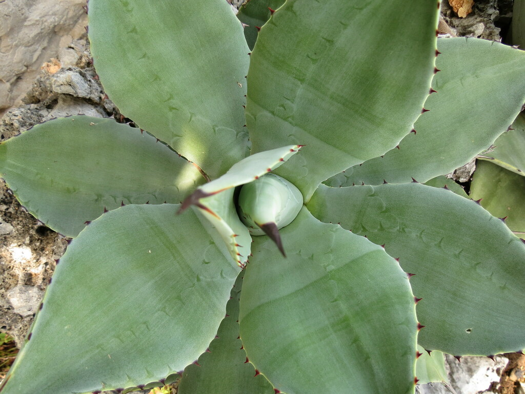 Agave wercklei