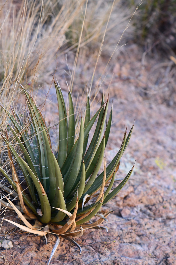 Agave / ajoensis