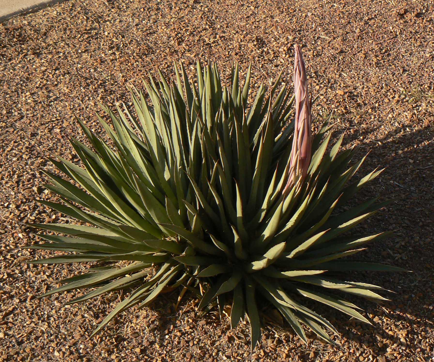 Agave / arizonica
