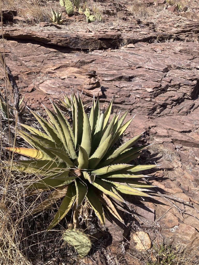 Agave / glomeruliflora