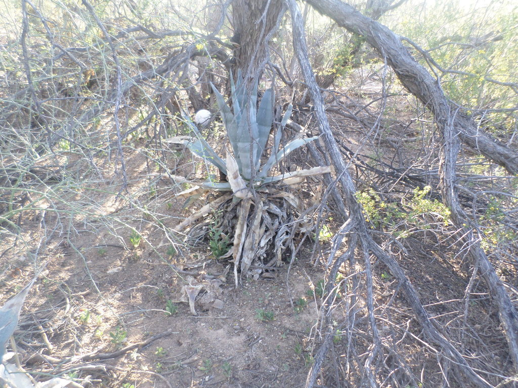 Agave zebra